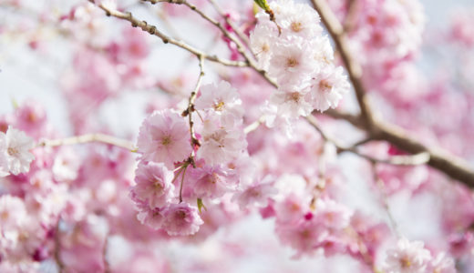 12時間で咲くMagic桜の作り方やコツをご紹介！【不思議なおもちゃ】