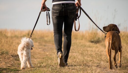 【散歩後の足の汚れ防止！】犬の足洗いカップおすすめランキング10選！使い方や選び方についても紹介！
