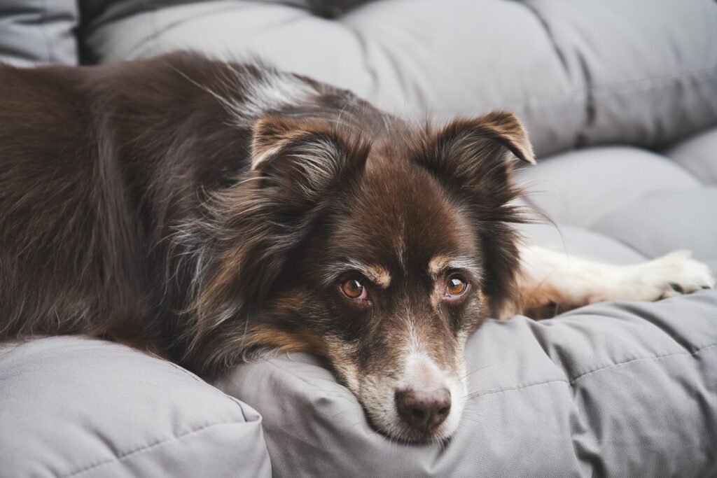 【犬用ベッド選びに迷ってる方必見！】犬用 ベッドおすすめランキング10選！使い方や選び方についても紹介！