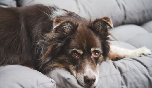 【犬用ベッド選びに迷ってる方必見！】犬用 ベッドおすすめランキング10選！使い方や選び方についても紹介！